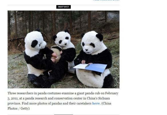 panda participant observation